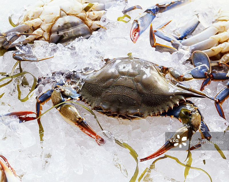 冰上的新鲜雌性蓝蟹图片素材
