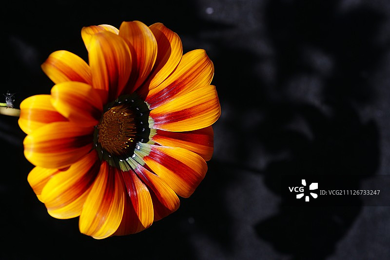 勋章菊阴影图片素材