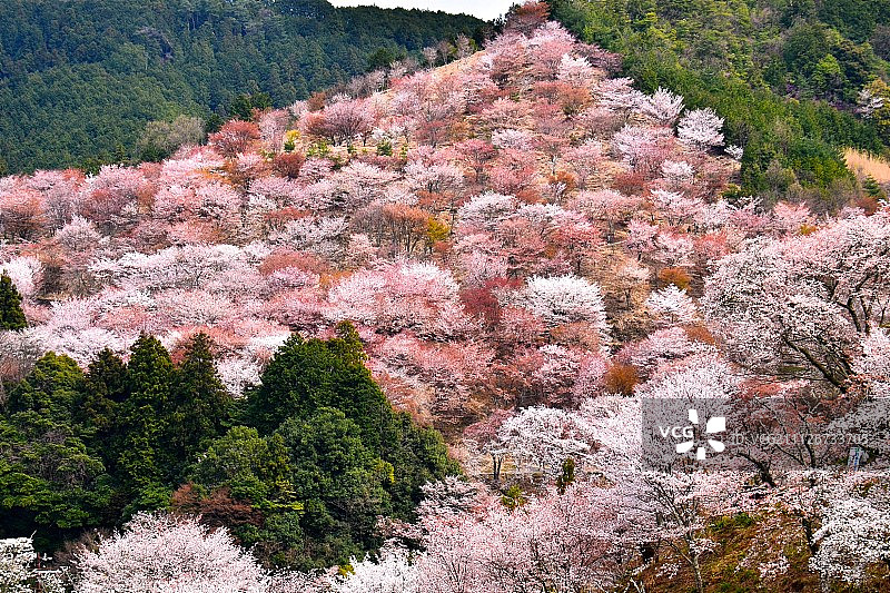 吉野山图片素材