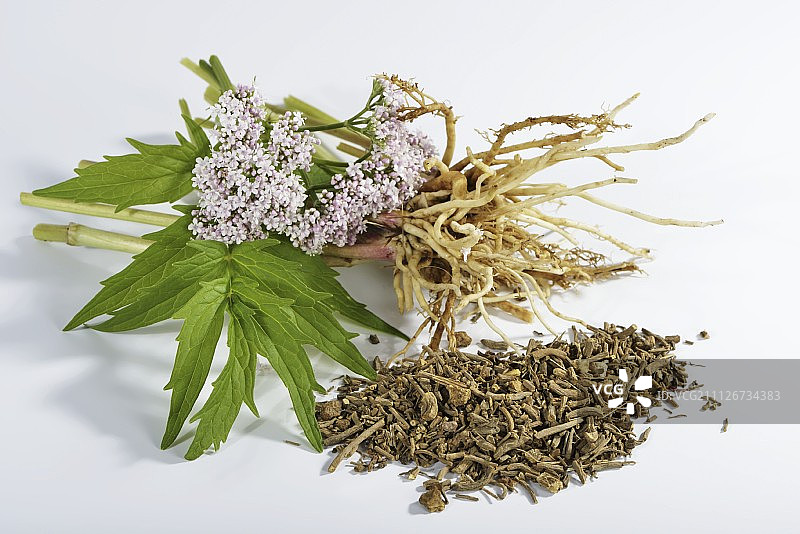 新鲜和干燥的缬草（根、叶、花）图片素材