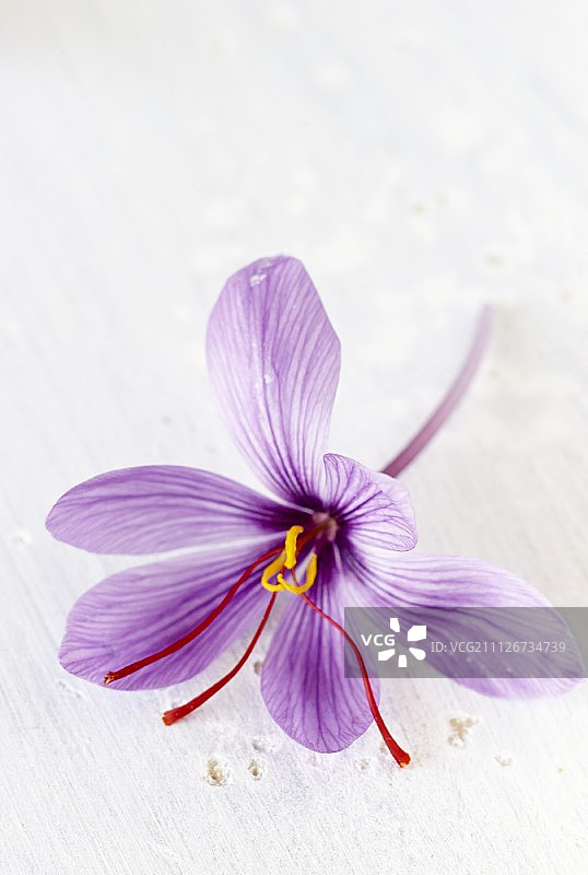 番红花图片素材