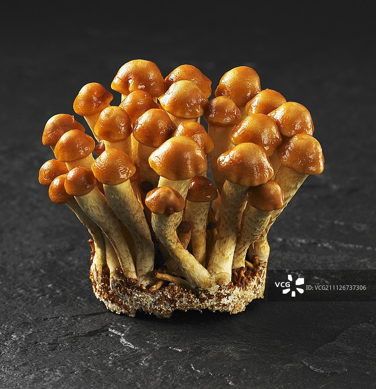 新鲜滑子菇图片素材