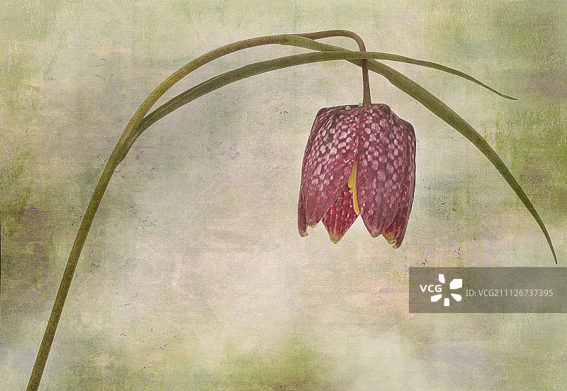 贝母花图片素材