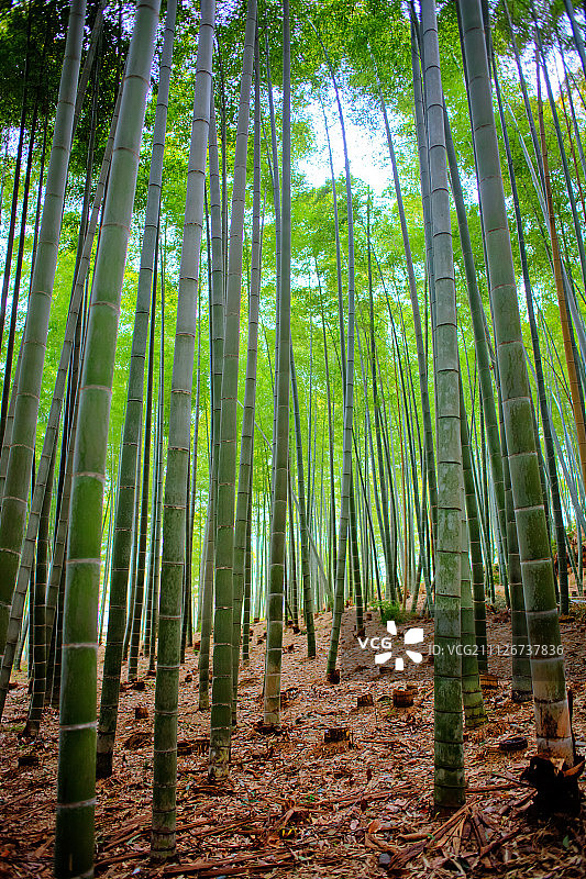 京都岚山竹林图片素材