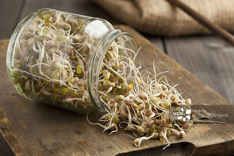 从发芽罐中掉出的豆芽图片素材