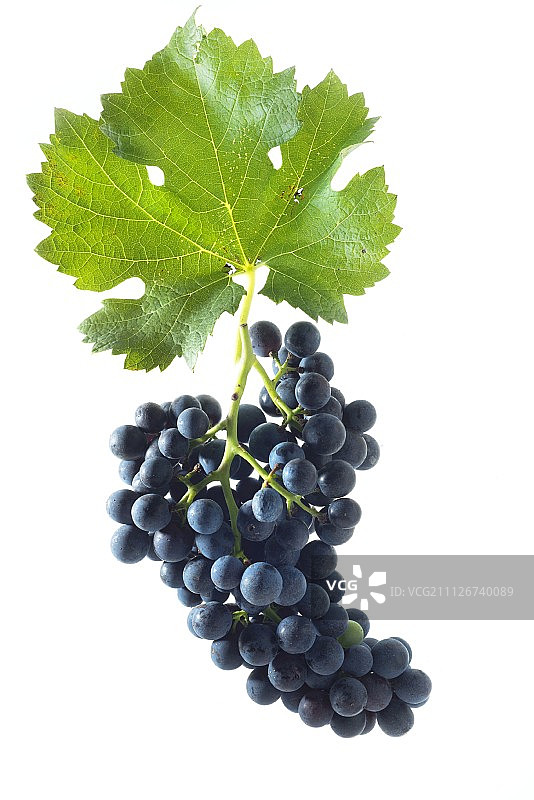 赤霞珠葡萄与葡萄叶图片素材