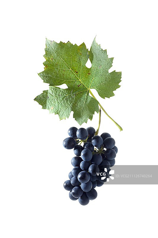 加拉诺瓦葡萄及葡萄叶图片素材