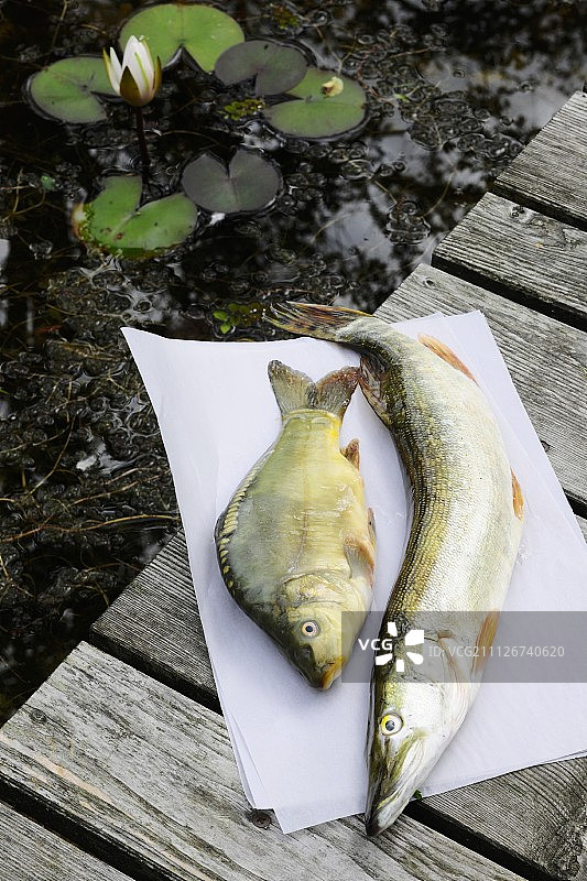 码头上的鲤鱼和梭子鱼图片素材
