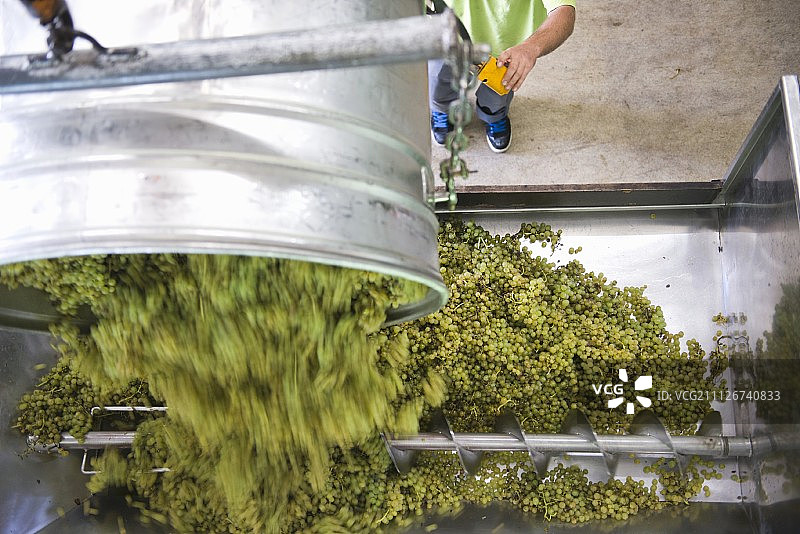 倒入葡萄榨汁机的白色葡萄图片素材