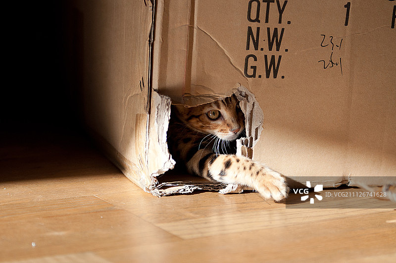 孟加拉猫图片素材