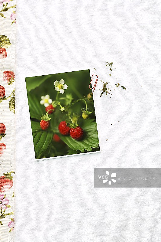 白色表面上的野生草莓照片图片素材