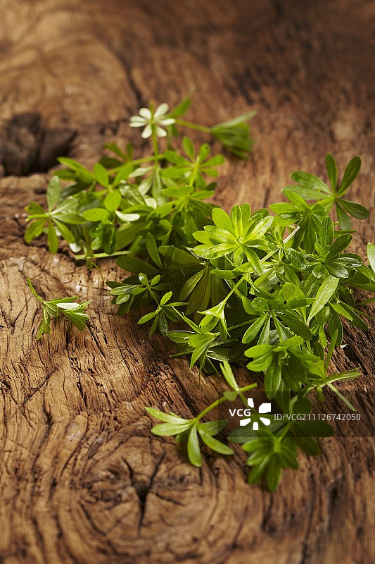 树桩上生长的新鲜香车叶草图片素材