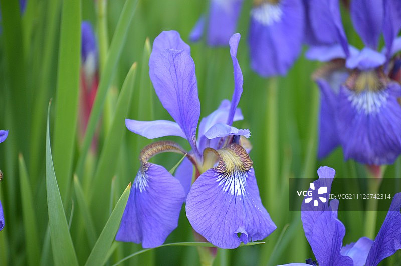 蓝色矮鸢尾花图片素材