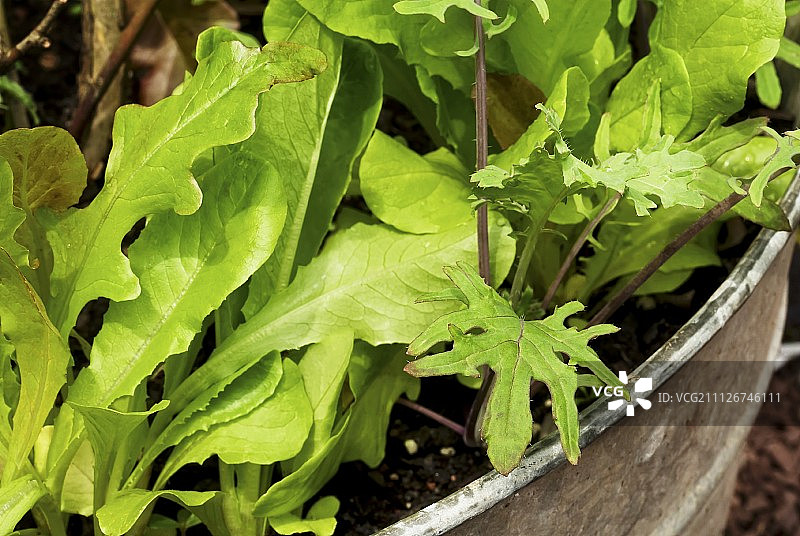 露台上花盆中生长的混合绿色蔬菜图片素材