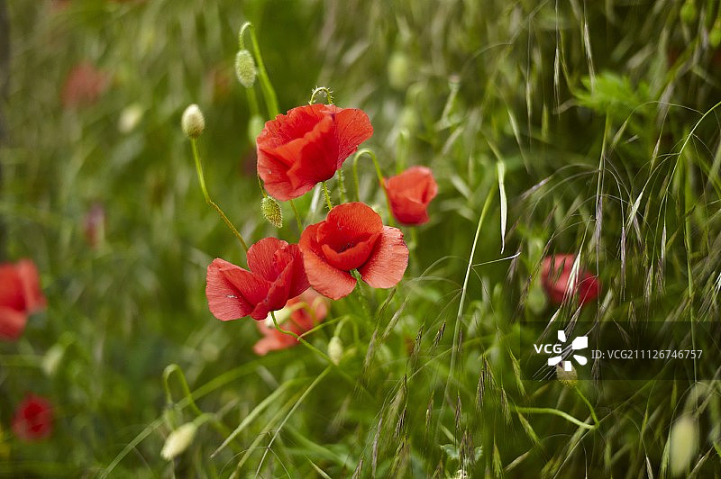 田野里的罂粟花图片素材