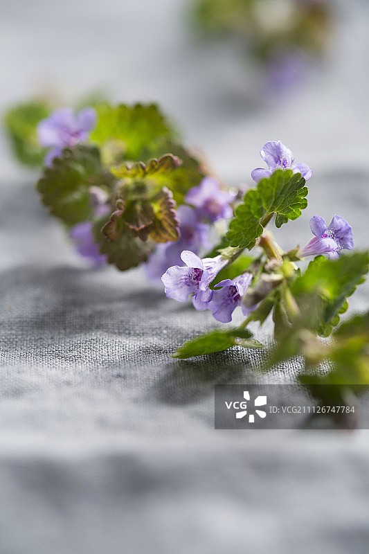 地锦草图片素材