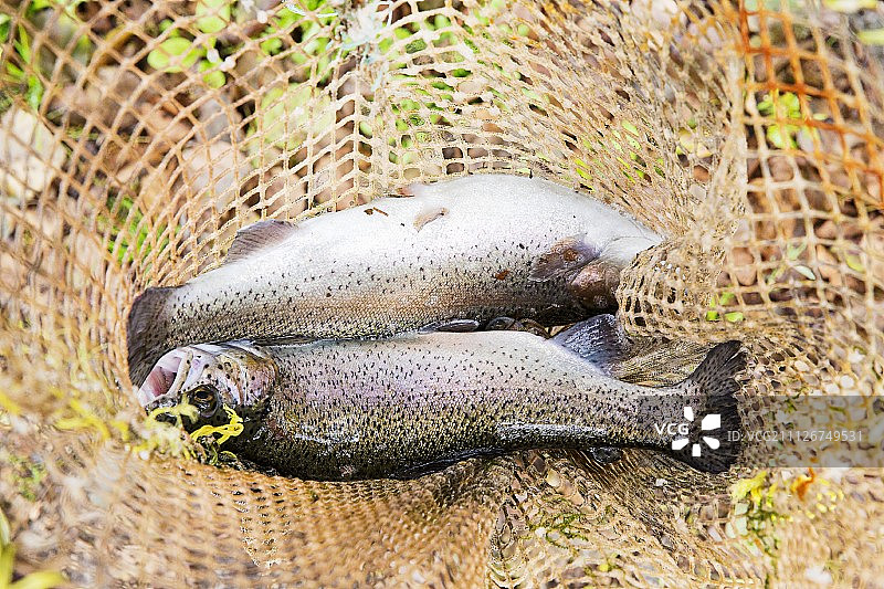 网兜里的新鲜鳟鱼图片素材