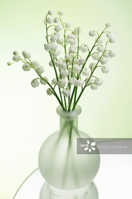 花瓶中的铃兰花图片素材