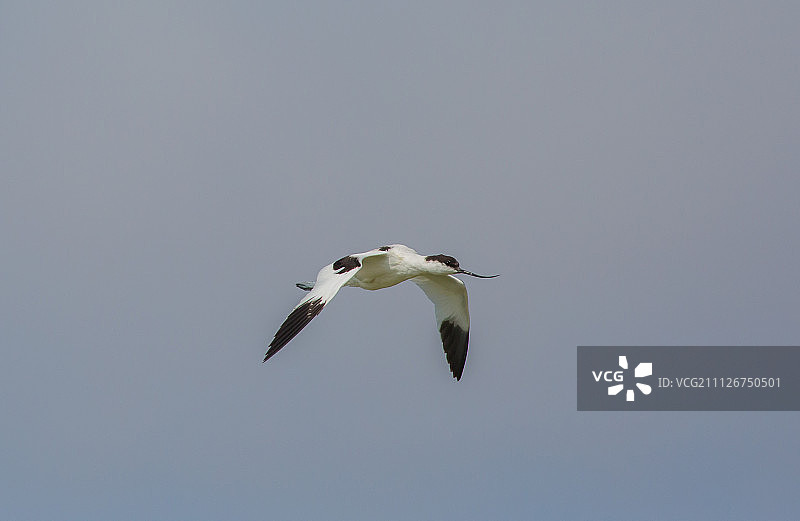 反嘴鹬图片素材