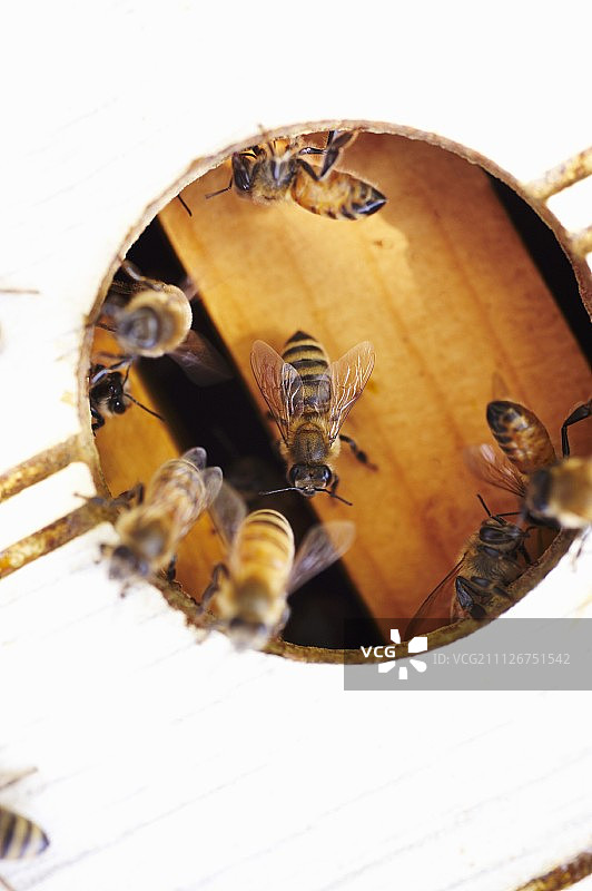蜂巢里的蜜蜂图片素材