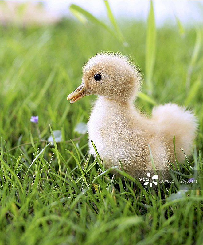 草地上的小鸡图片素材