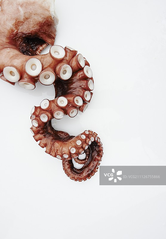 白色背景上的章鱼触手图片素材