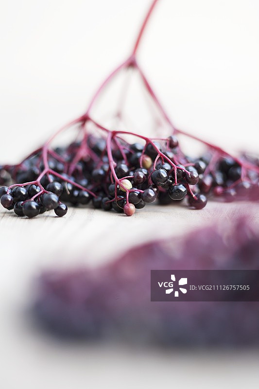 接骨木浆果特写图片素材