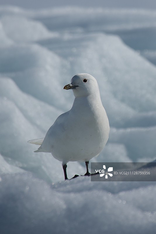 象牙鸥站在冰山上特写图片素材