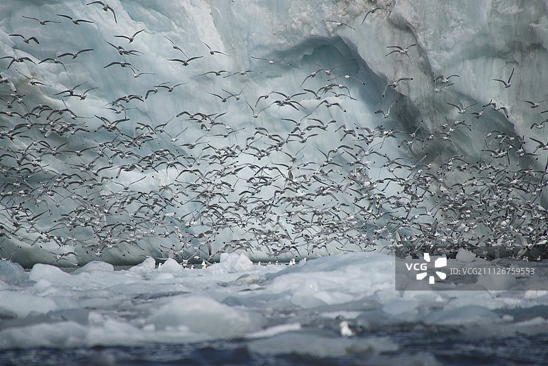 数百只海鸥飞过冰崖图片素材