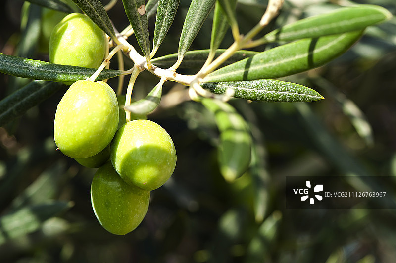 树枝上的橄榄图片素材