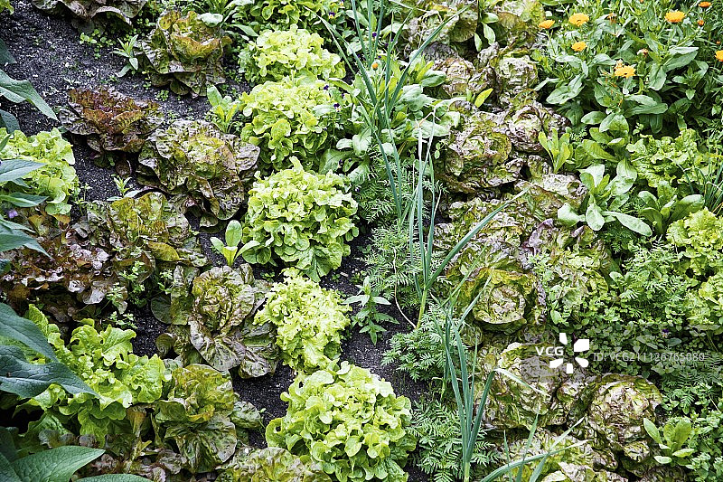 田野中生长的各种有机生菜图片素材
