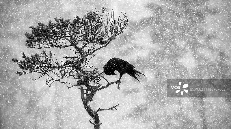黑乌鸦图片素材