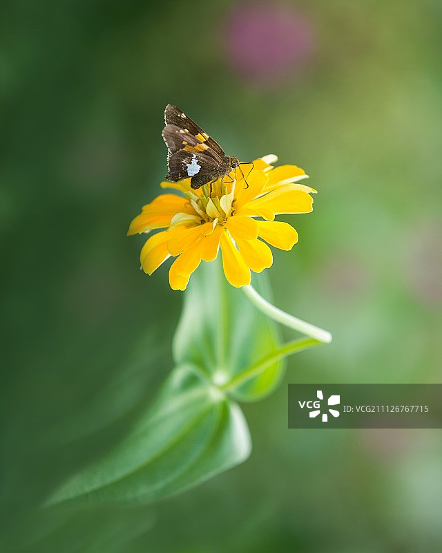 金冠苹果图片素材