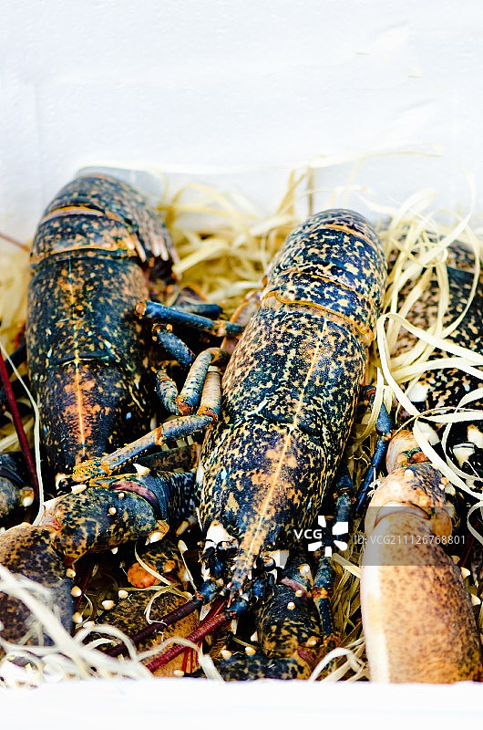 一箱拉菲草中的鲜活龙虾图片素材