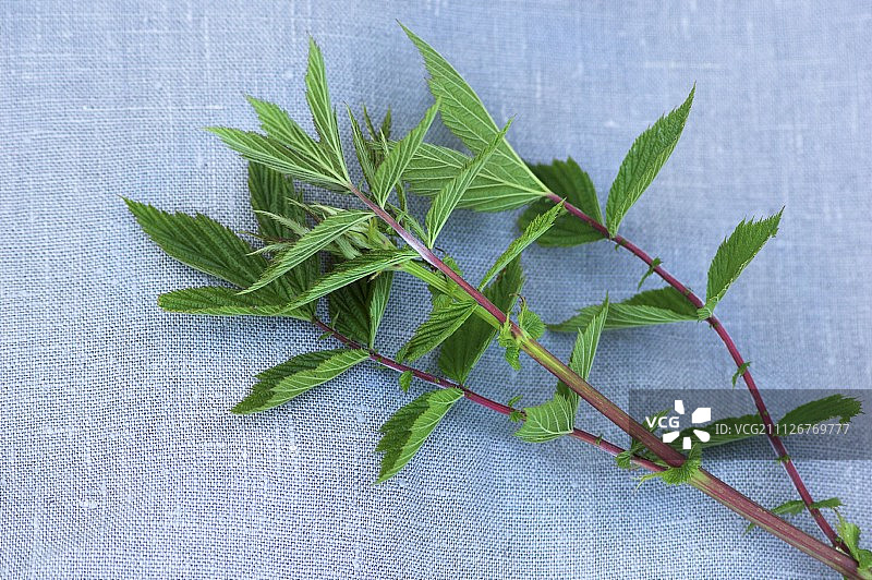 织物上的绣线菊图片素材