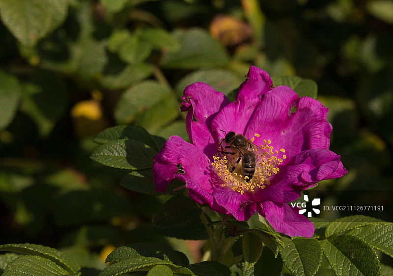 维萨吉纳斯，立陶宛图片素材