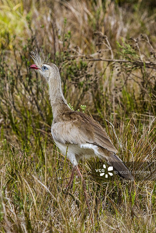 红腿叫鹤图片素材