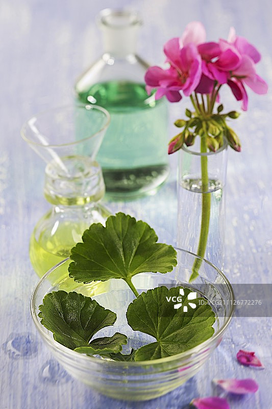 窄口玻璃花瓶中的粉色天竺葵图片素材