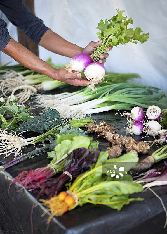新鲜采摘的迷你蔬菜图片素材