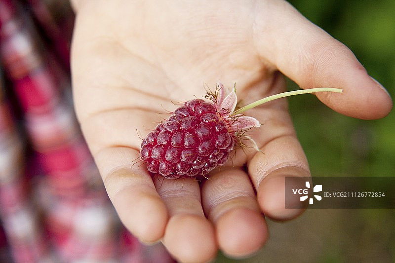 成熟的龙眼莓图片素材