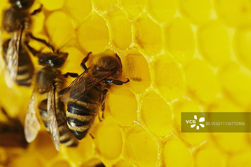 蜂巢上的蜜蜂图片素材