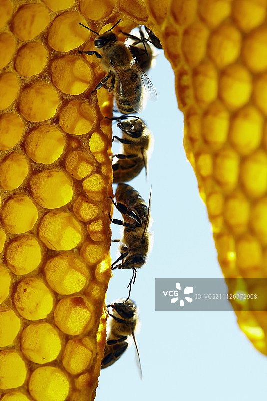 一排蜜蜂图片素材