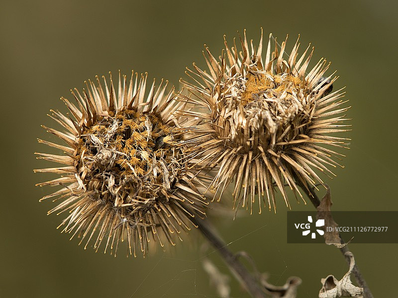 Klette 1图片素材