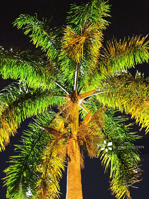 槟榔树图片素材