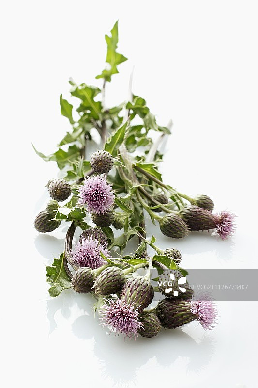 新鲜蓟草图片素材