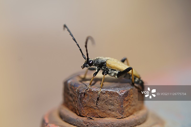 德国德伦特鲁普风光图片素材