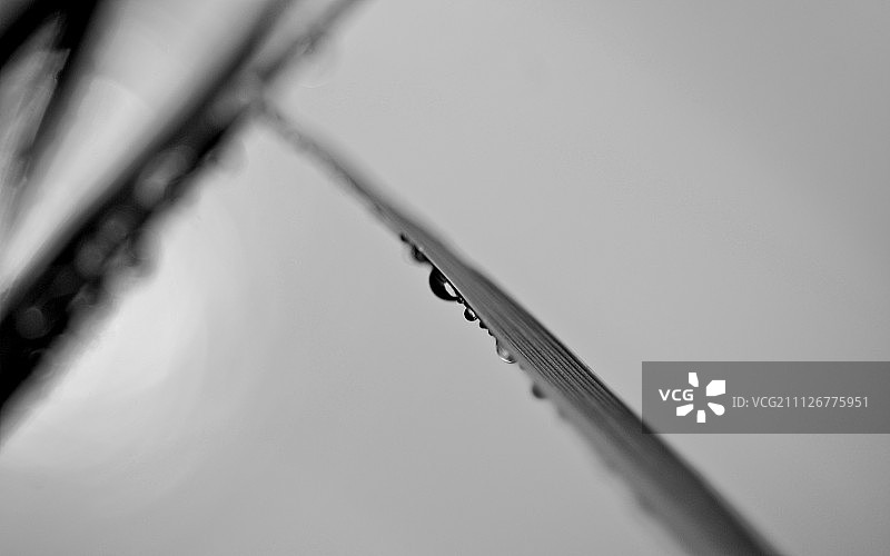 草叶上的水滴特写图片素材