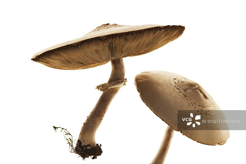 两朵新鲜的波多贝罗蘑菇图片素材