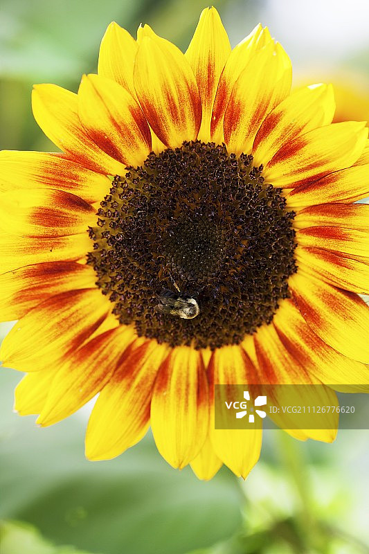 向日葵与蜜蜂图片素材