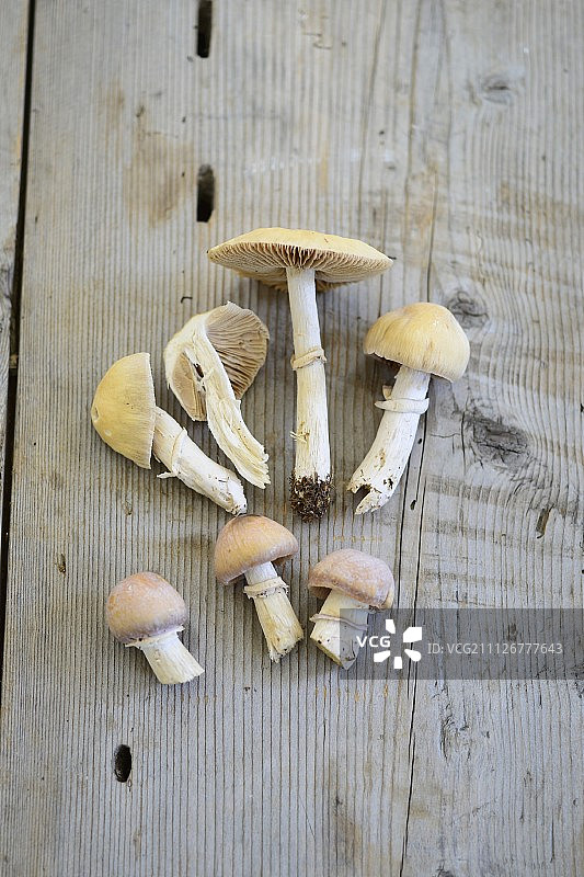 皱环柄菇图片素材